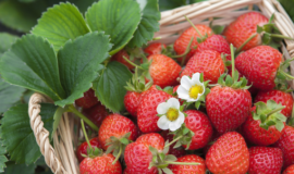 农产品批发市场、农贸市场有哪些税收优惠?