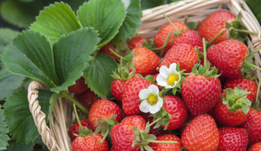 农产品批发市场、农贸市场有哪些税收优惠?