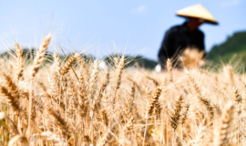 适用9%税率的货物范围