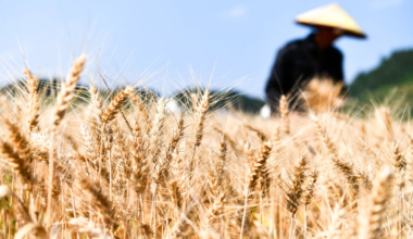 适用9%税率的货物范围